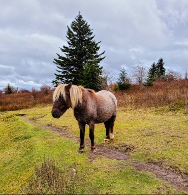 Grayson Highlands Wild Ponies: Virginia