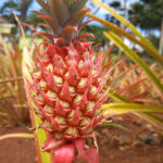 Pink Pineapple