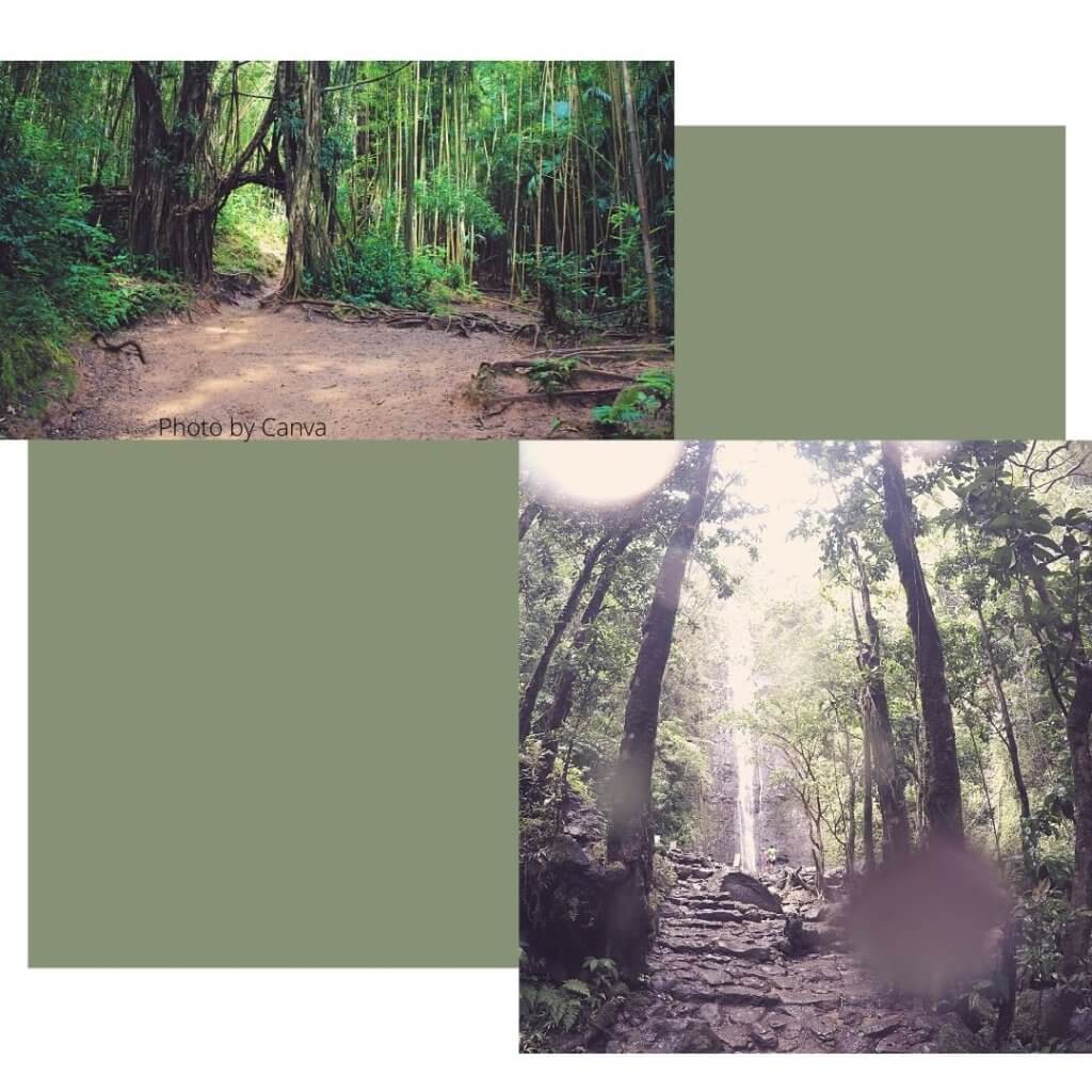 Manoa Falls hiking trail with two photos. one photo features a huge thin waterfall and the other features a trail through a jungle like forest.