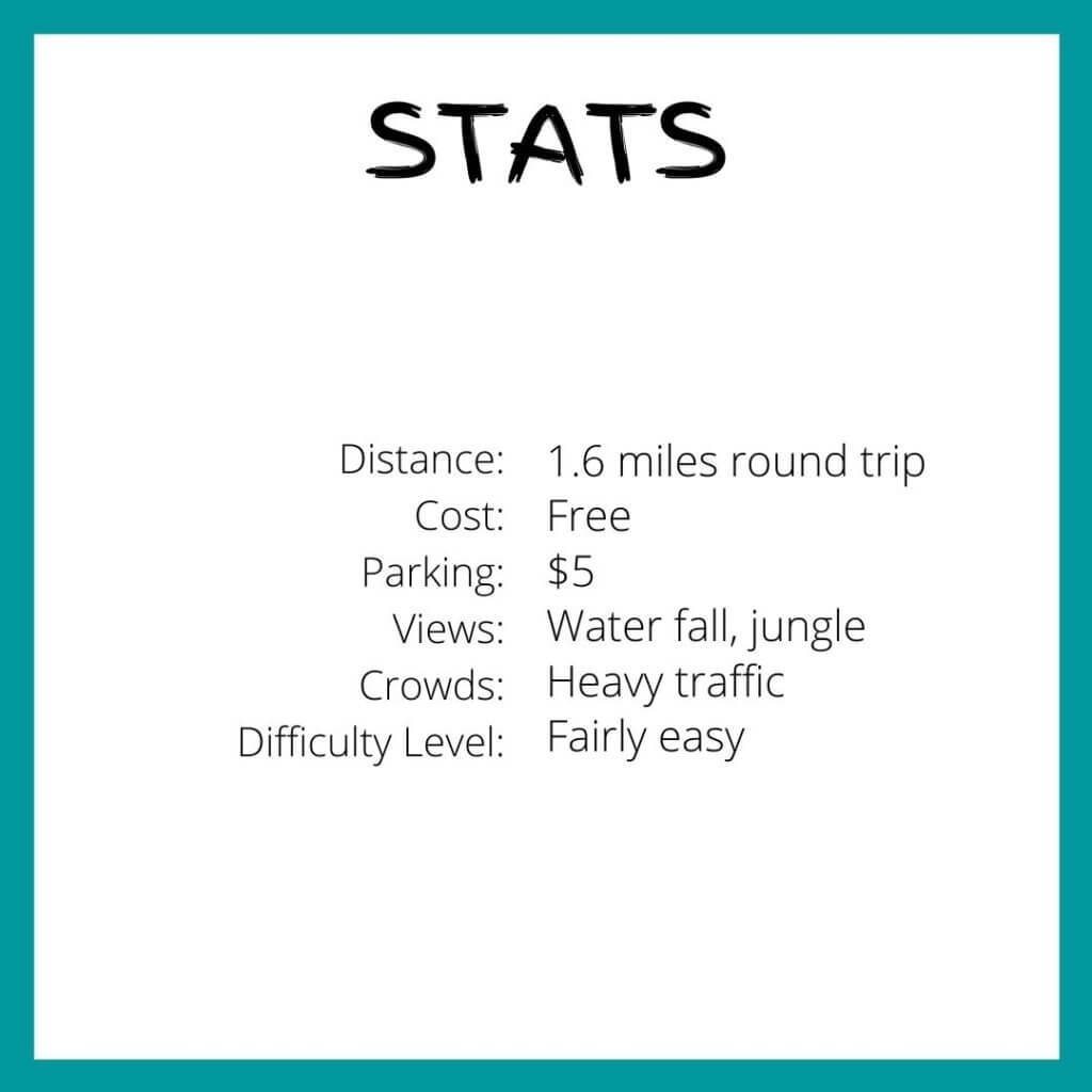 Manoa Falls stats
distance 1.6 miles round trip
difficulty level fairly easy