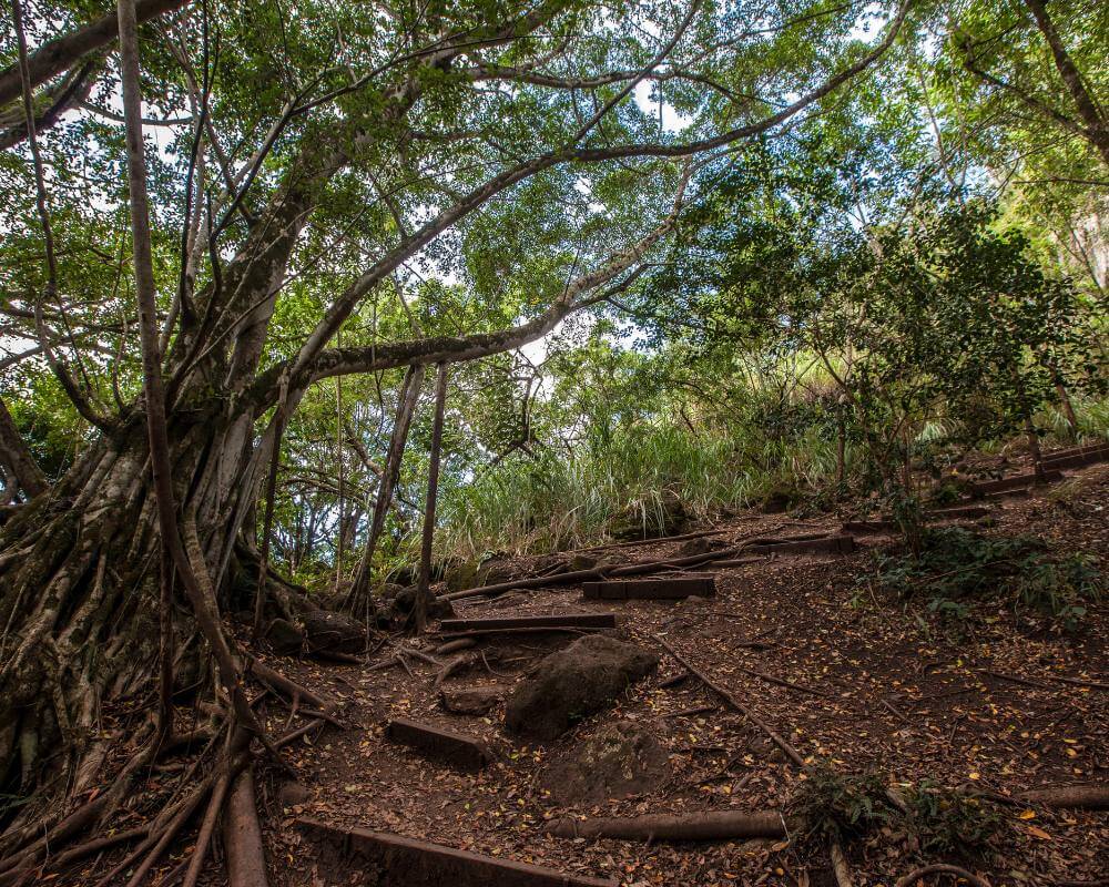 Ehukai Pillbox Hike in Oahu Hawaii. 