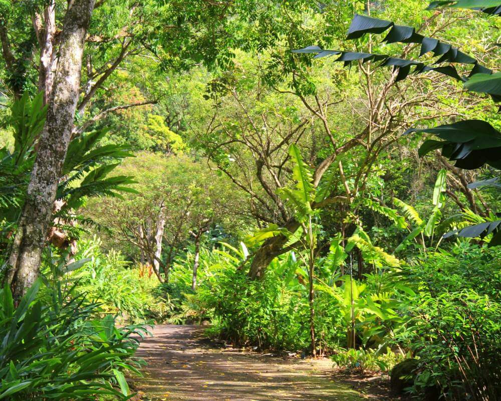 Waimea Valley Trail in O'ahu. Lush forest jungle on a hiking trail.