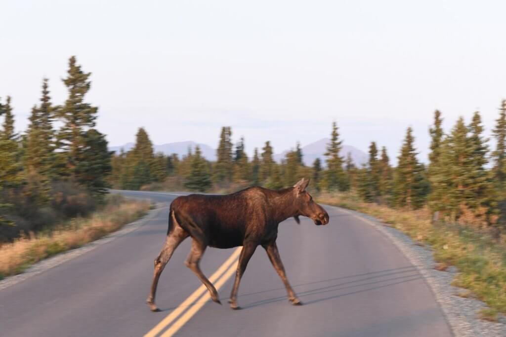 moose crossing the road