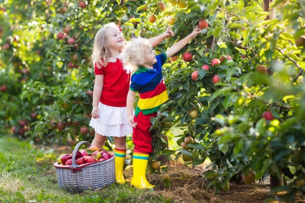 Children picking apples in a apple farm