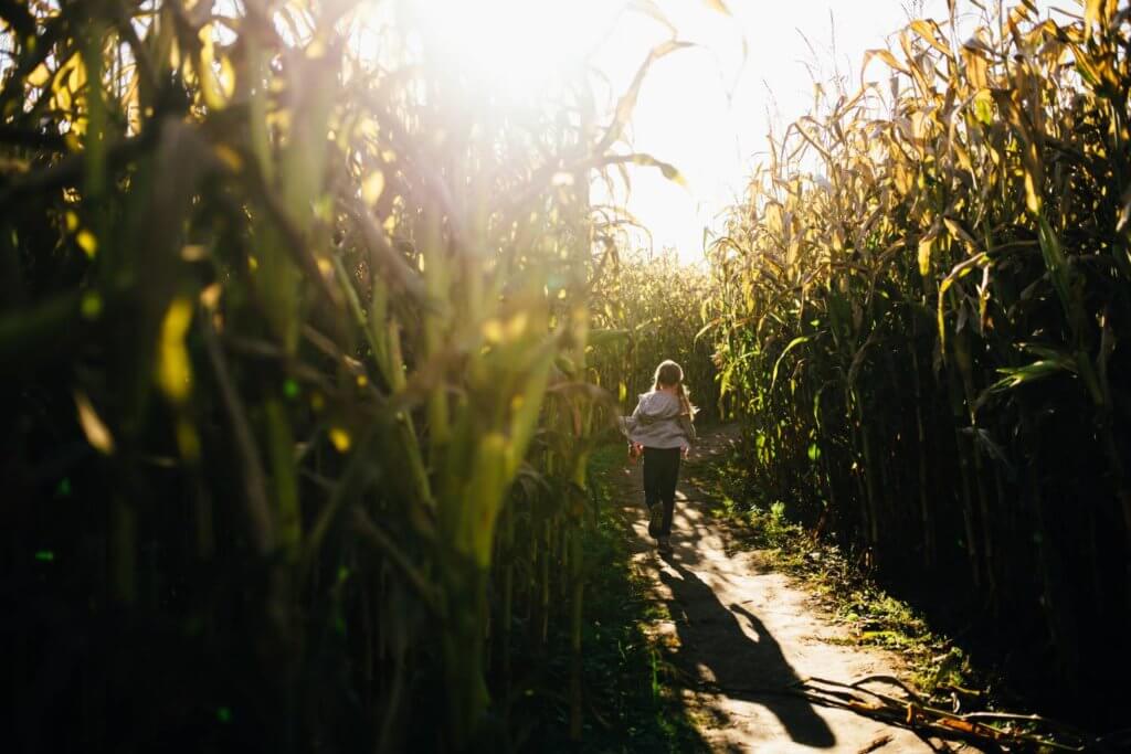 little girl in a corn maze