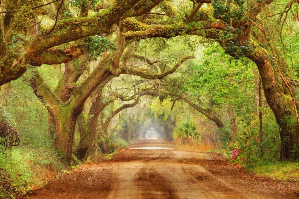 dirt road on Edisto Island with overhanging mossy trees
