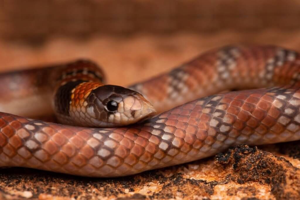 picture of a snake at Edisto Island Serpentarium