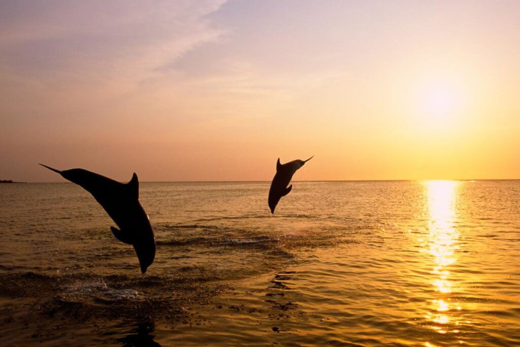 dolphins jumping out of the water on Edisto Island