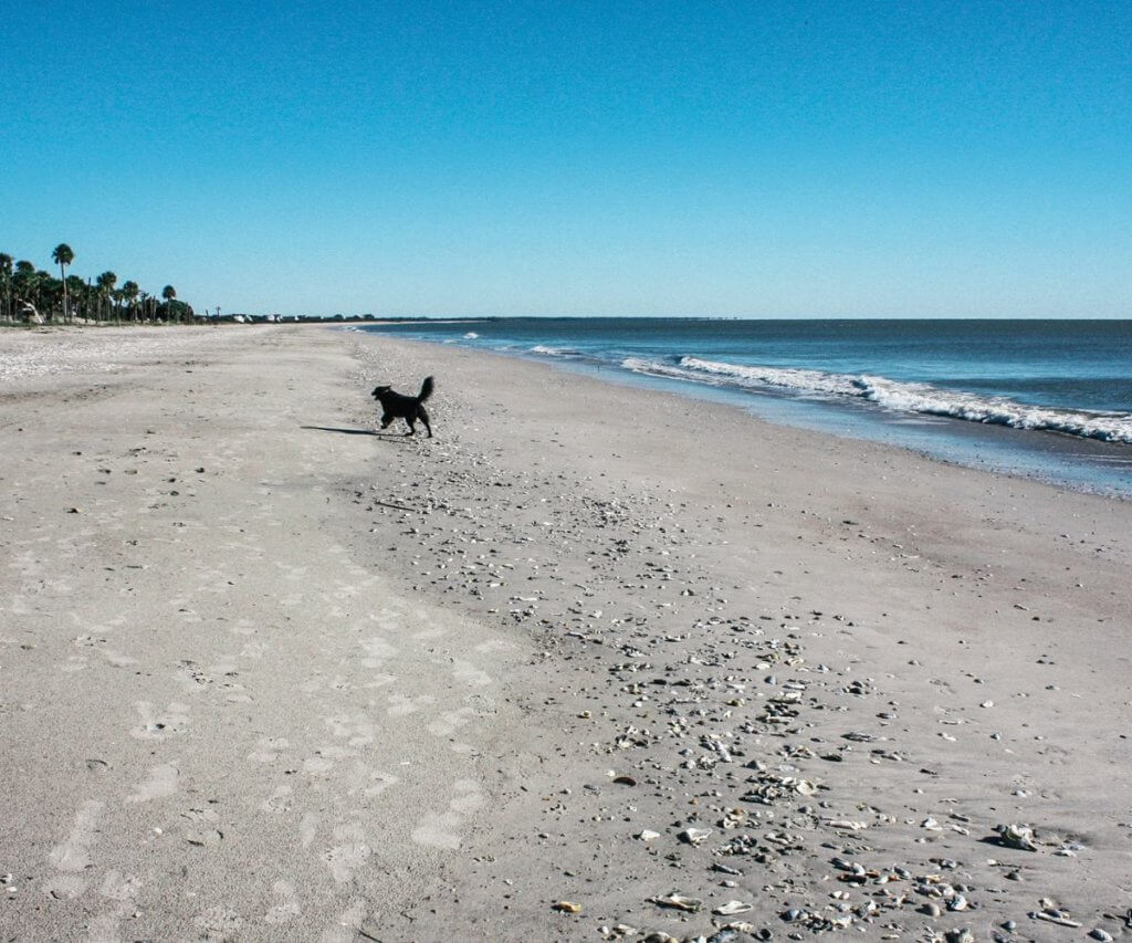 Beach Front on Edisto Island, dog running.