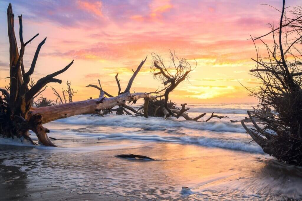 Botany Bay driftwood trees sinking into the sand in front of a pink and purple sunset.