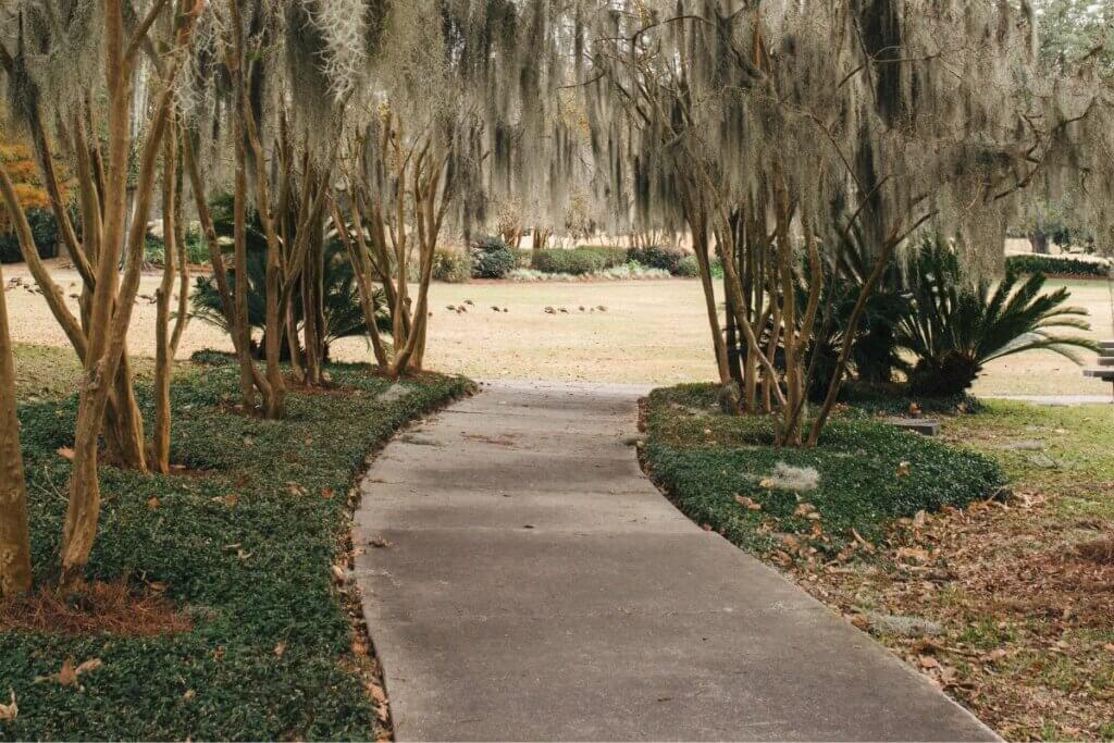 swamp view in Charleston South Carolina