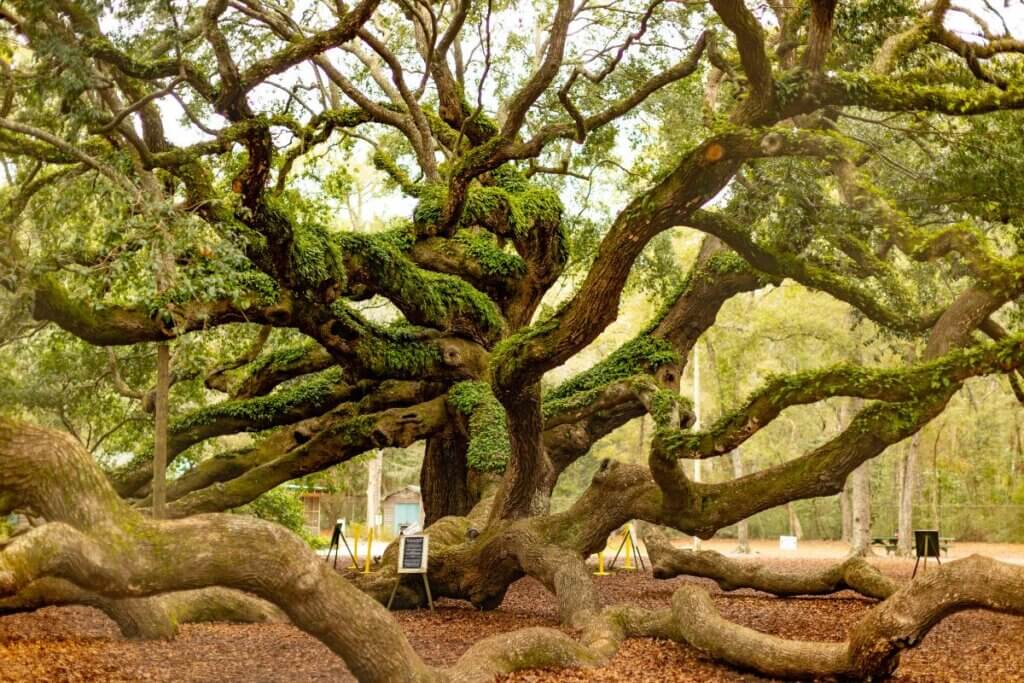 Angel Oak Tree. Huge tree with limbs in the air and crawling on the ground.