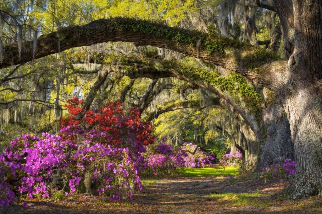 Beautiful garden in Charleston South Carolina as something free to do