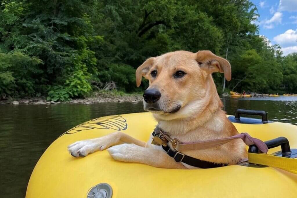 a dog on a yellow inner tube on the river