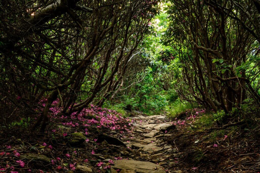 Rhododendron tunnel hiking trail near Grayson Highlands