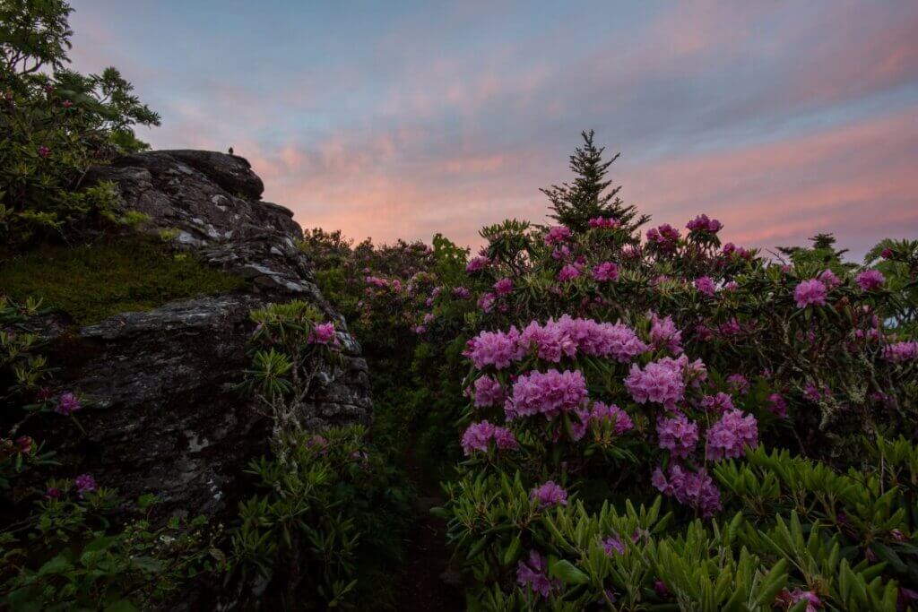 rhododendron trail near Appalachian Trail system in Virginia