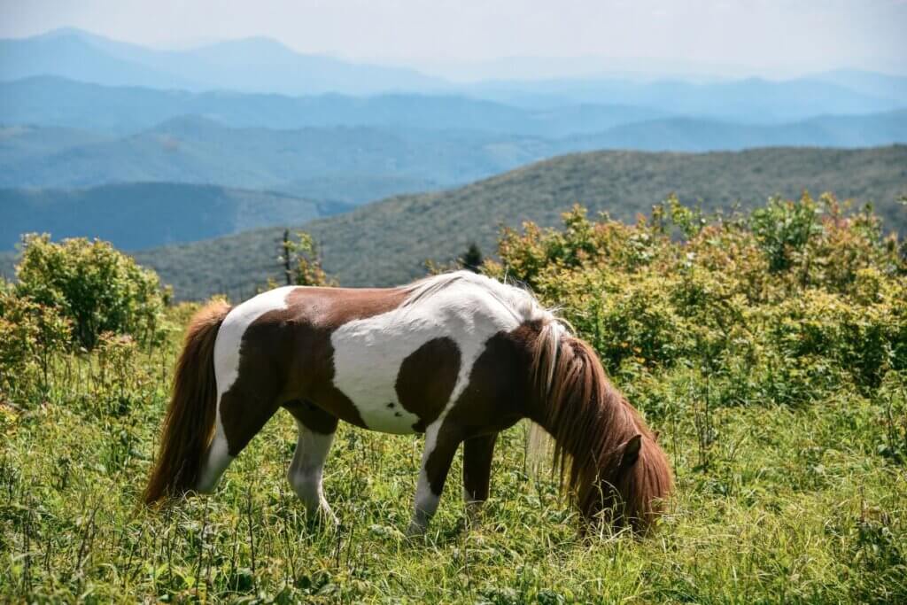 wild pony on a hiking trail in Grayson Highlands