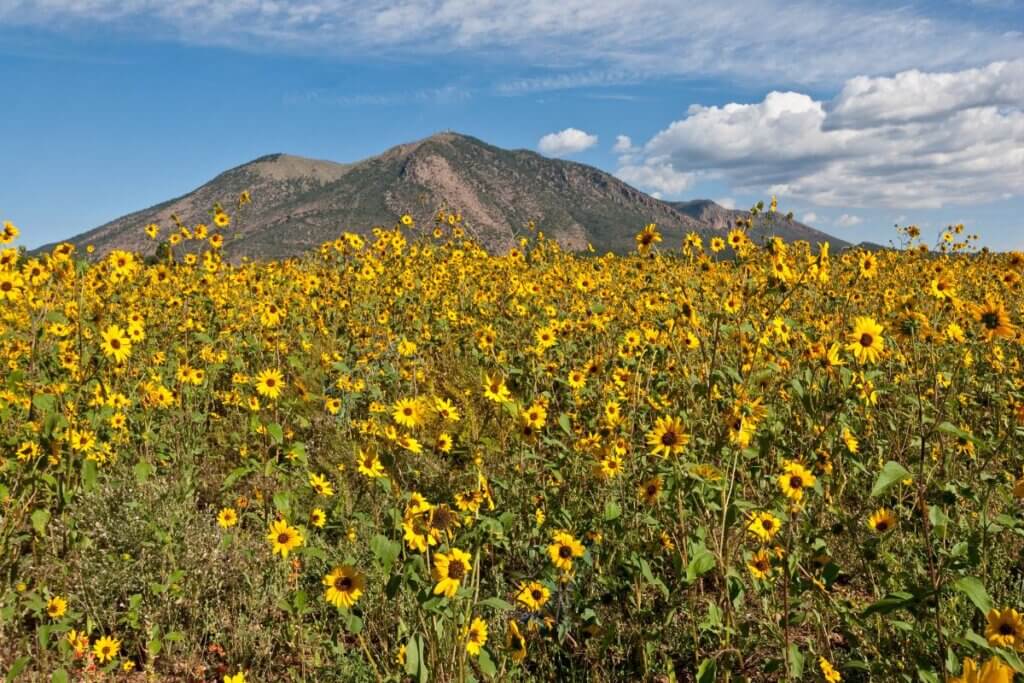 Elden Mountain Arizona Flagstaff