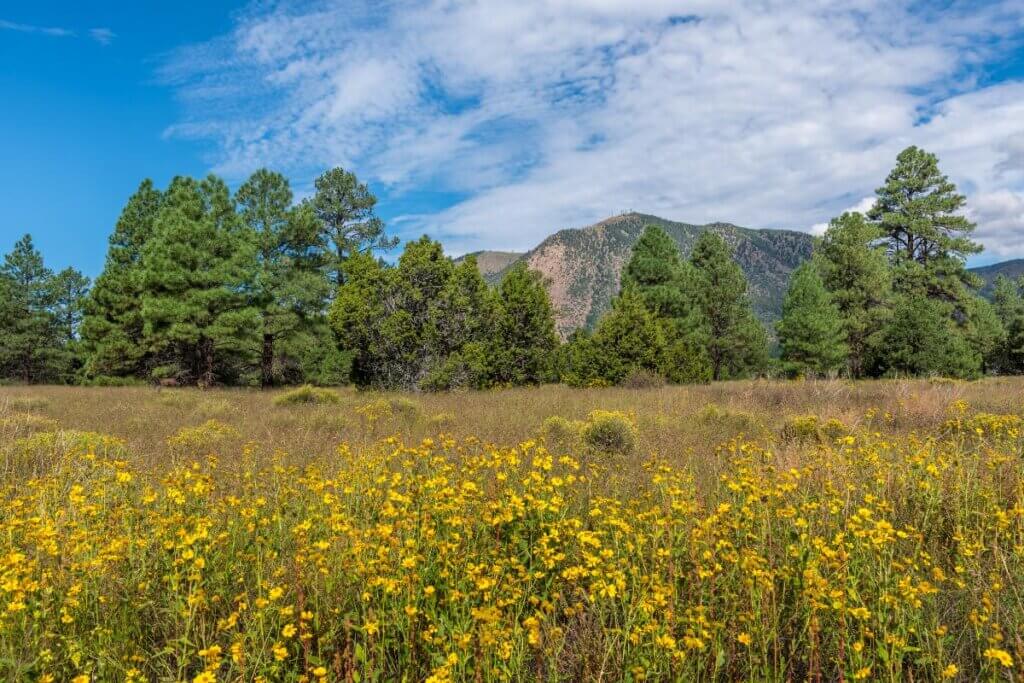 Campbell Mesa Field of wild flowers off a hiking trail