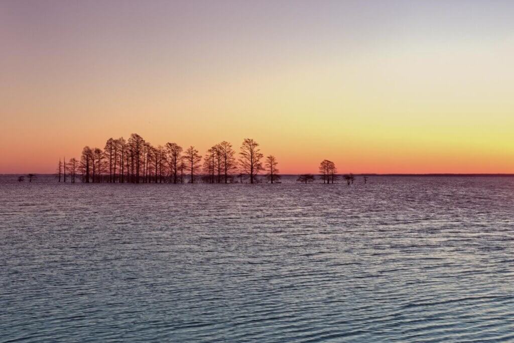 Lake Mttamuskeet sunset on the water behind some blacked out trees