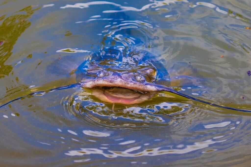 catfish head peeking out of the water at Belews Lake in North Carolina