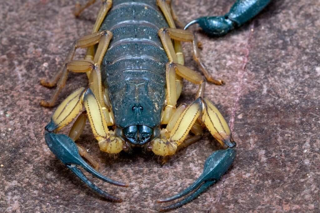 Bark Scorpion close up shot in Arizona