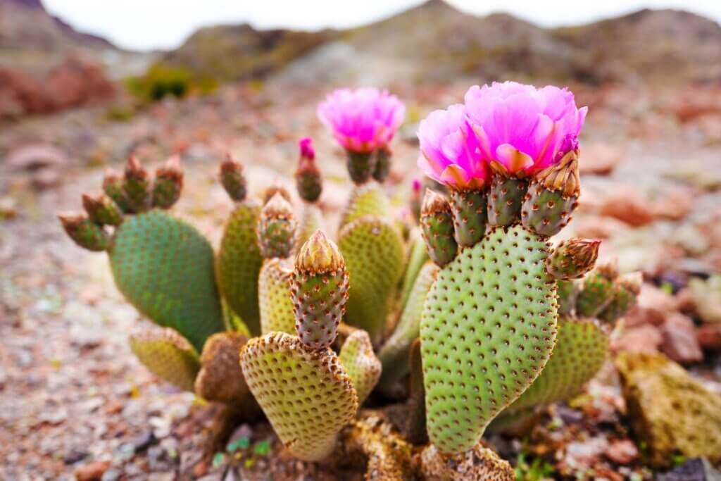 cactus with pink flower in Arizona