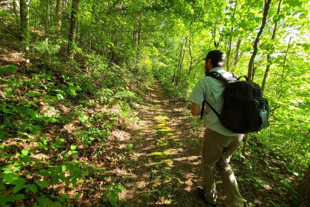 Walking through the Uwharrie forest