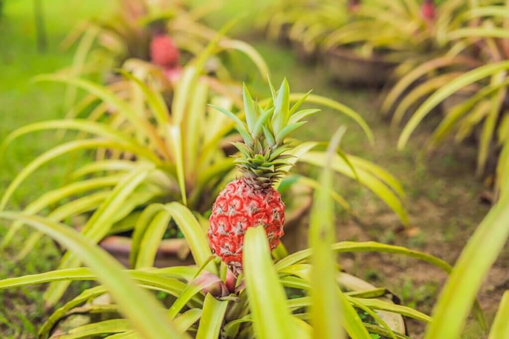 pink pineapple at the Dole Plantation