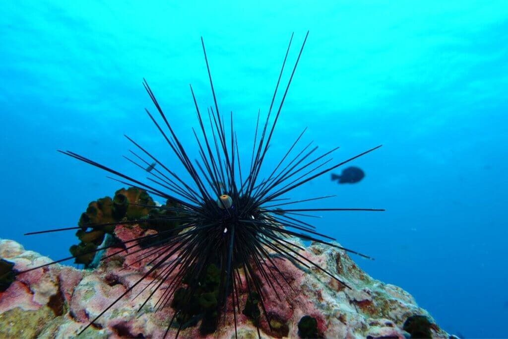 sea urchin in clear water on coral reef in Oahu