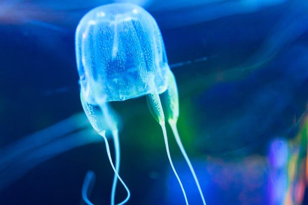 Box Jelly Fish in Oahu Hawaii