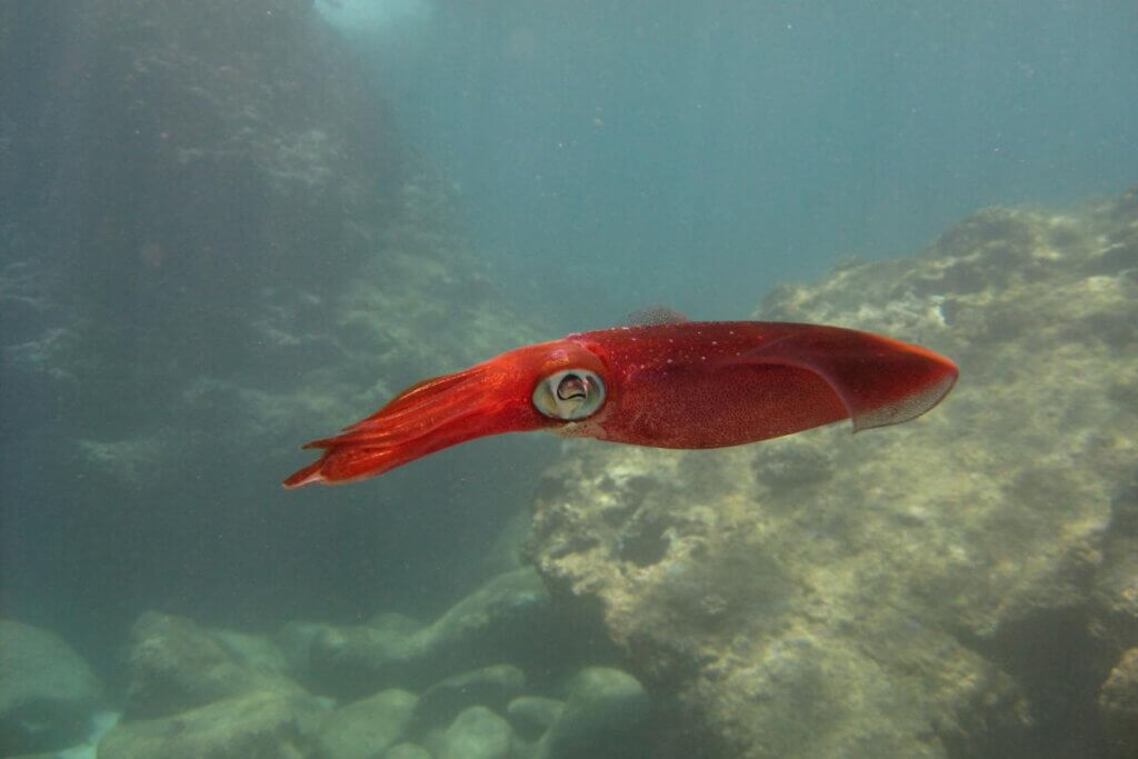 a red squid spotted at sharks cove while snorkeling in Oahu