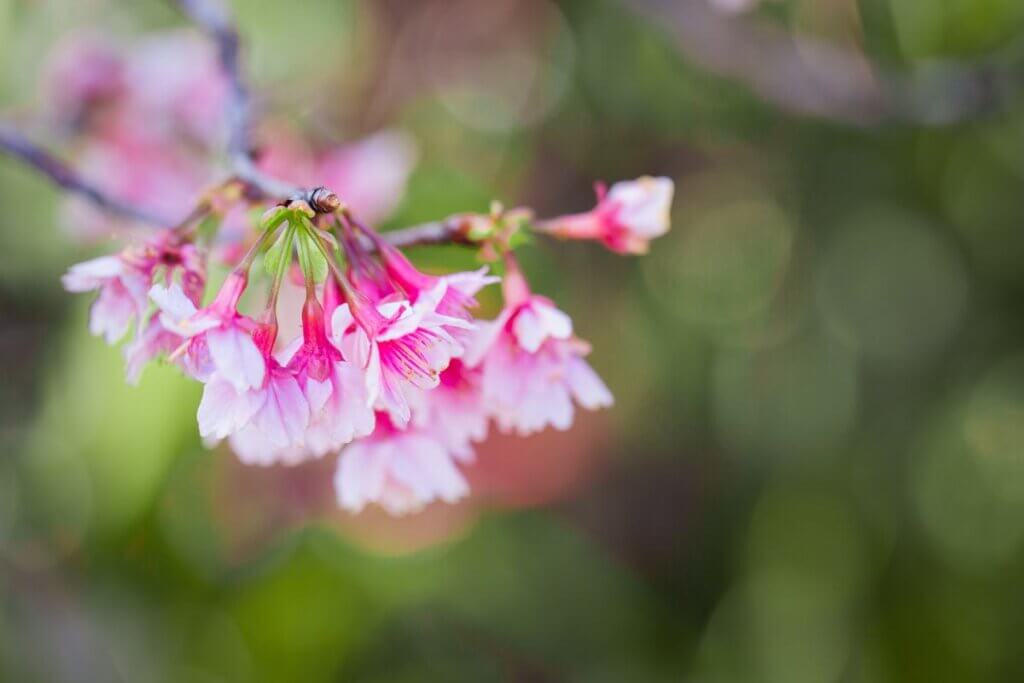 a cherry tree at Wahiawa Botanical Garden in Oahu Hawaii