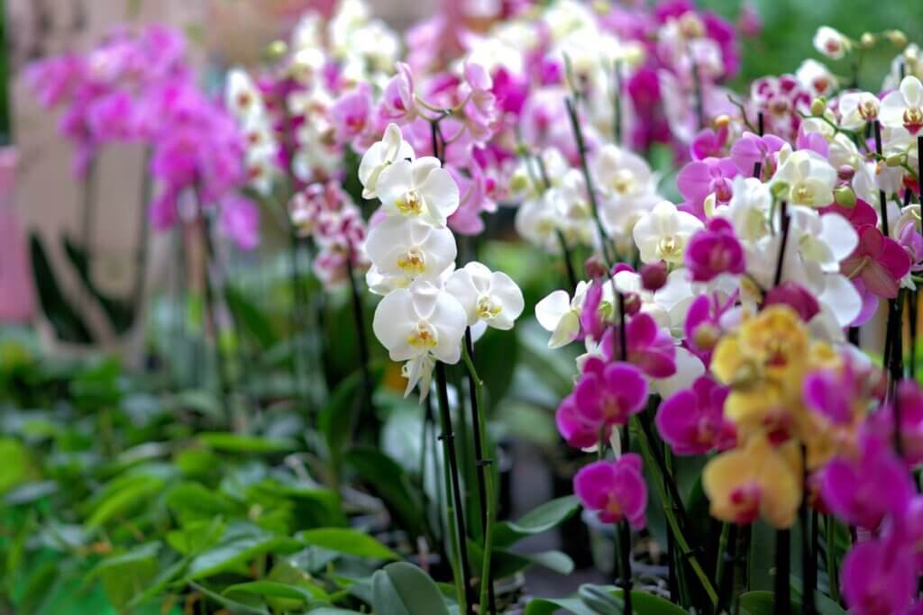 Orchids in a botanical garden in Oahu Hawaii