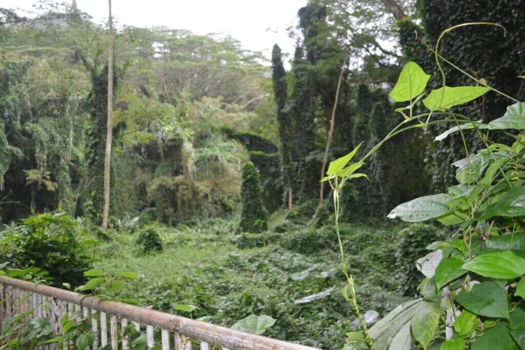 A view of the jungle from the trail to Monoa Falls