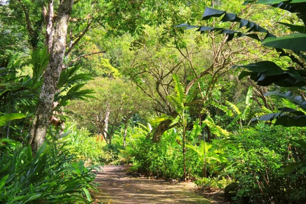 Waimea valley view of trees