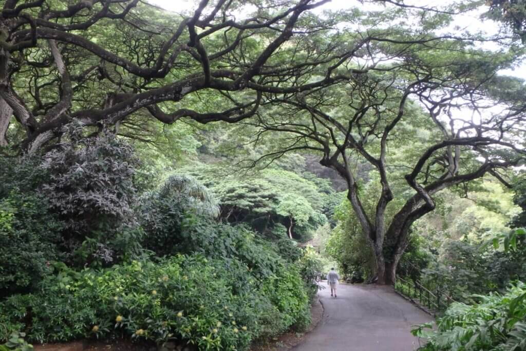 Paved path way in Waimea to the water fall in Oahu