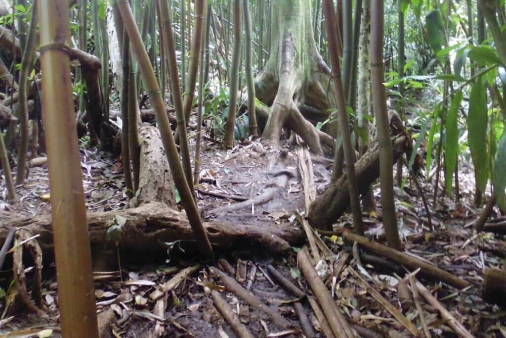 Walking trail through bamboo forest to Lulumahu Falls in Oahu Hawaii