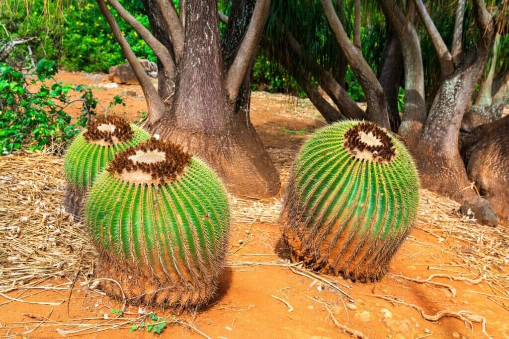 Cactus found in the botanical gardens near the base of Koko Crater