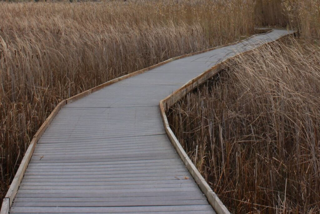 Kent Mitchel Trail near Oak Island NC