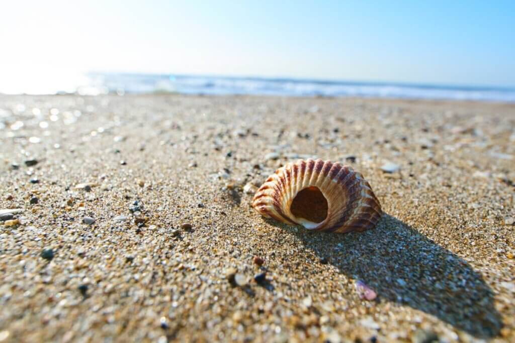 shells on a beach. winter beach activity