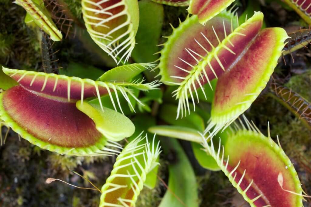 Venus fly trap at Oak Island hiking trail